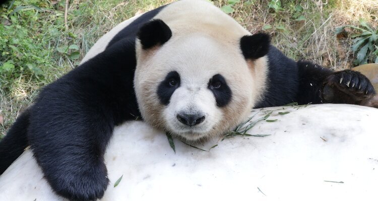 Panda in Chimelong