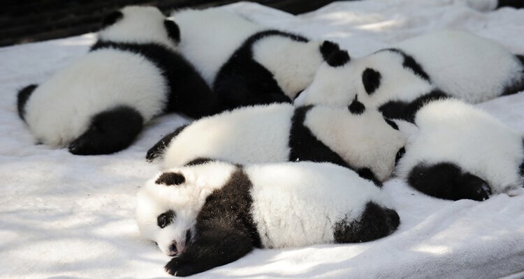 Panda cubs in Chengdu Panda Base