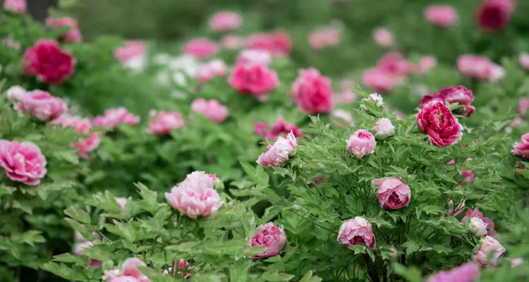the pink flowers