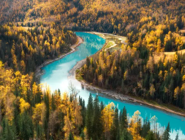 the golden forest and green river