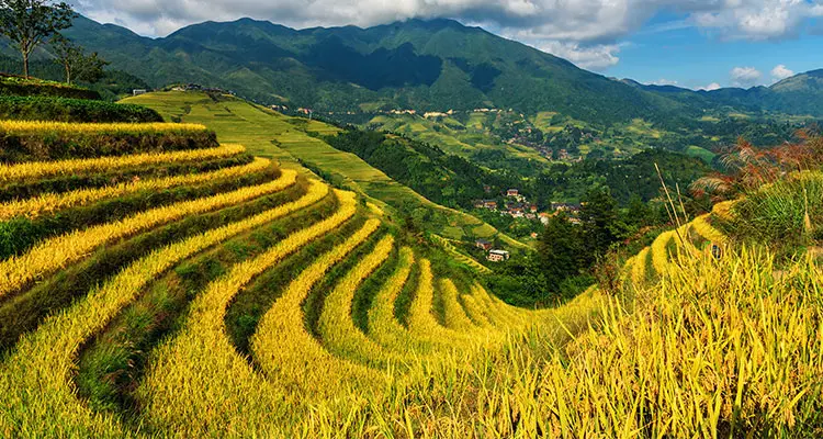 the yellow terraced fields