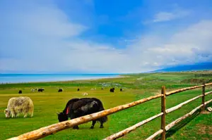 China tour - 
        qinghai lake group biking tour
    