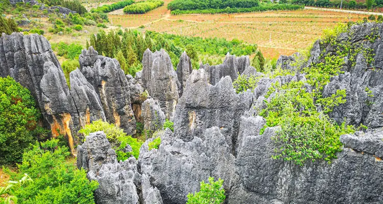 Stone Forest