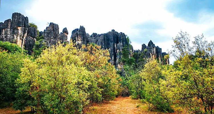 naigu stome forest