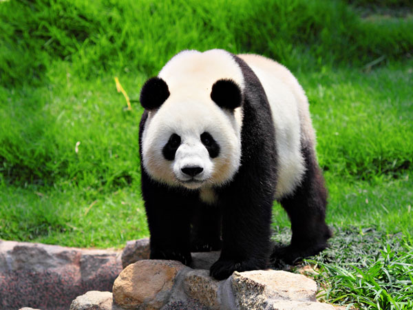 Giant Pandas