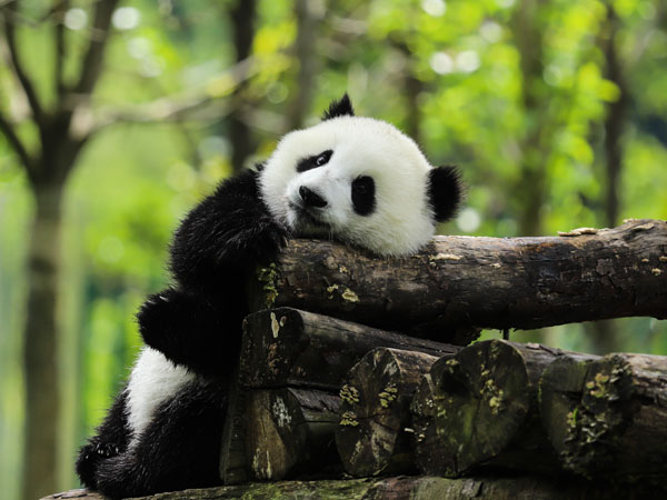 giant pandas