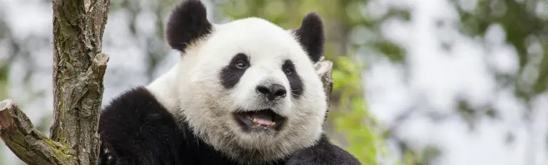 Chengdu tours